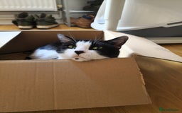 Mixed Breed cats for sale: 2 male cats  - Image 7