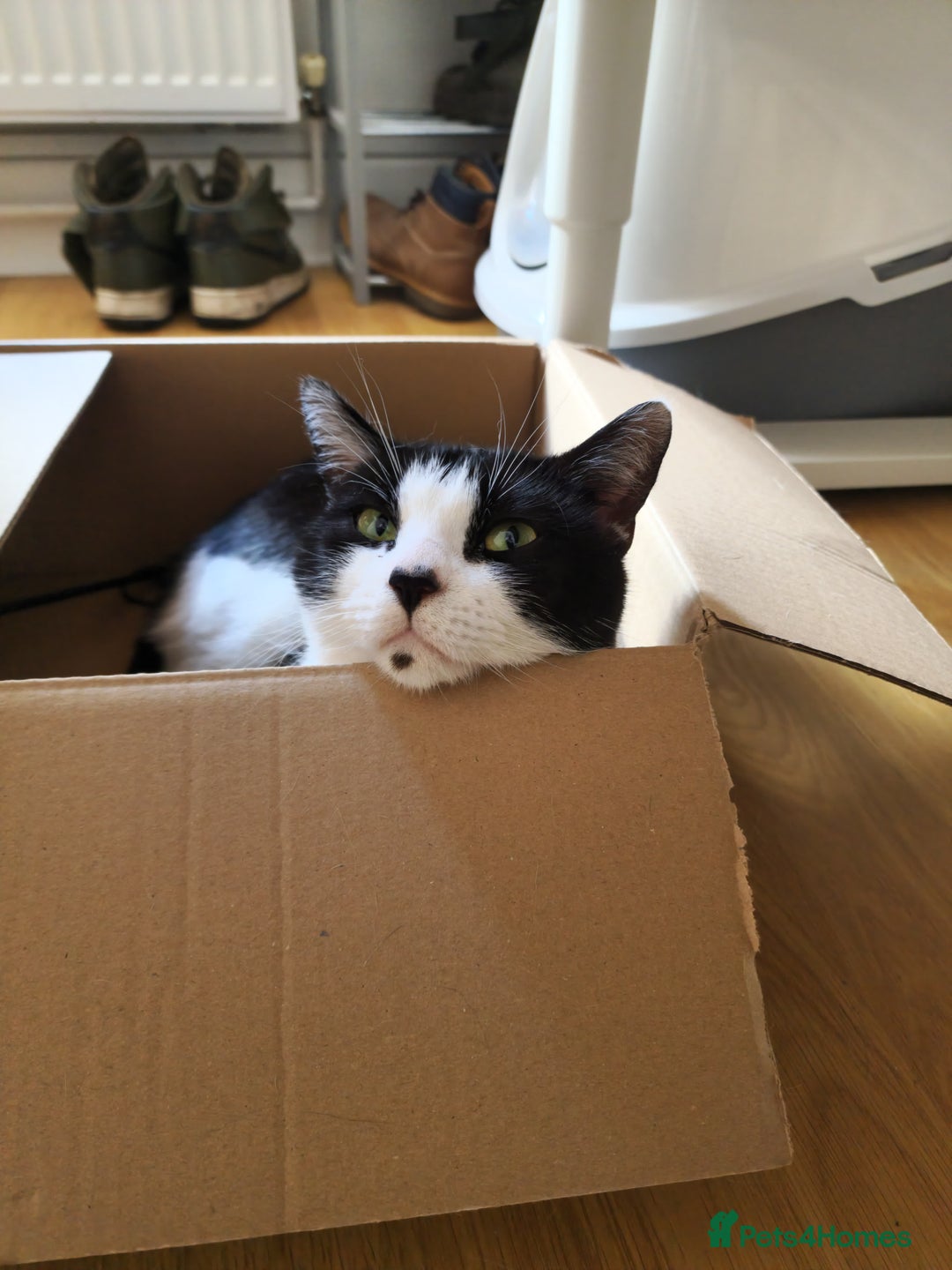 Mixed Breed cats for sale: 2 male cats  - Image 7