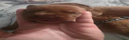 Dogue De Bordeaux dogs for sale: Beautiful chunky litter  - Advert 9