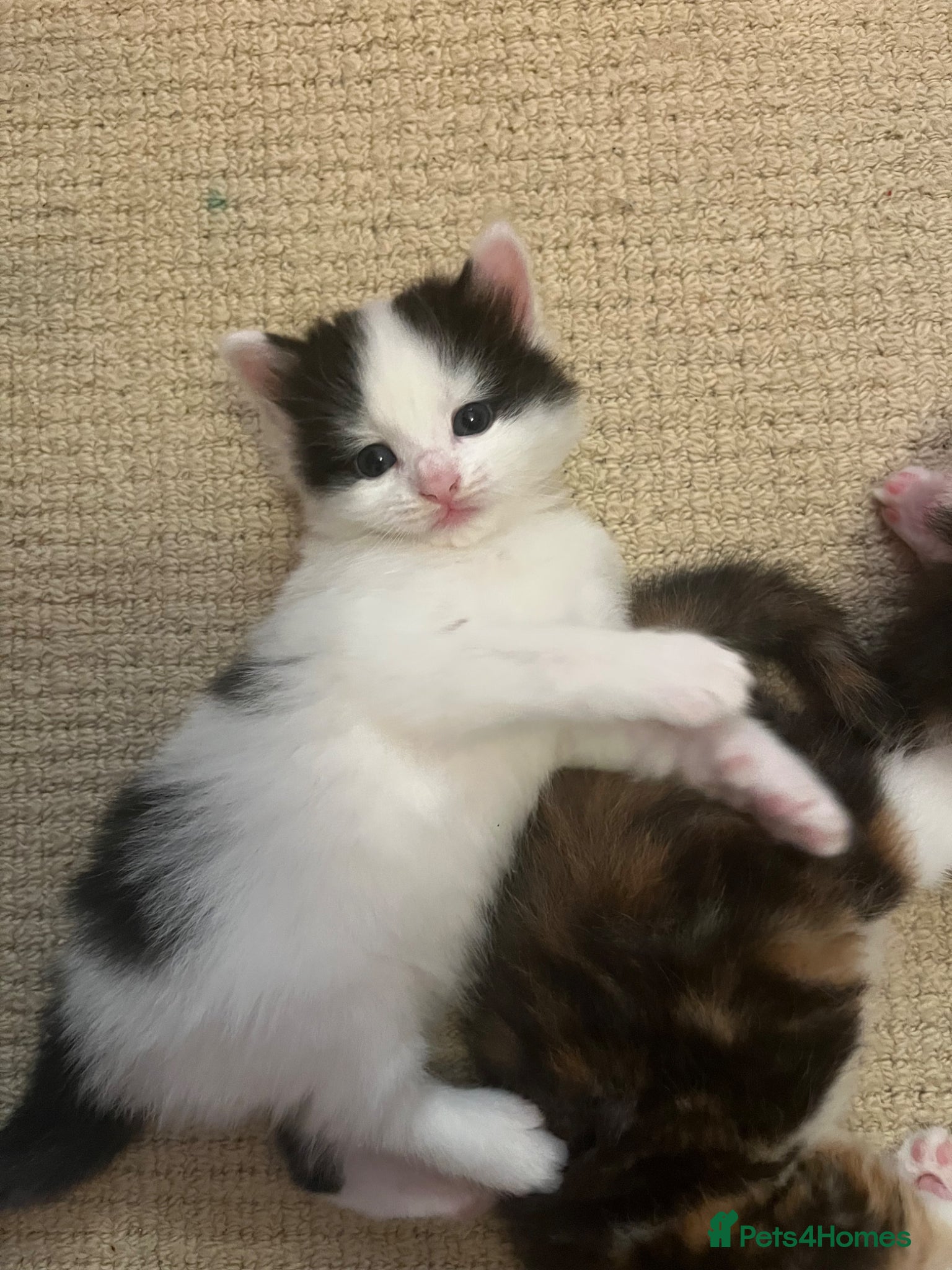 Mixed Breed cats My cat gave birth to cute 4 kittens  - Advert 10