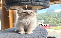 Ragdoll cats for sale: 4 beautiful ragdoll kittens  - Image 24