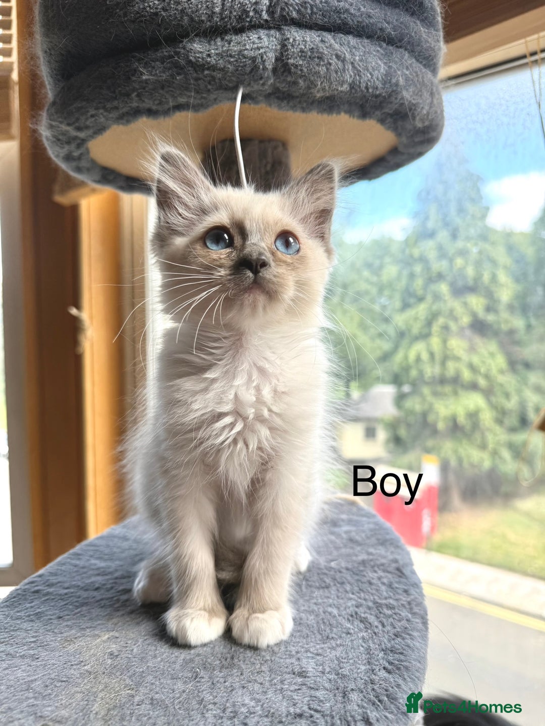 Ragdoll cats for sale: 4 beautiful ragdoll kittens  - Image 24