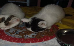 Mixed Breed cats for sale: 2 black and white kittens  - Image 1