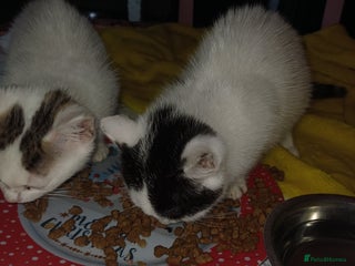Mixed Breed cats for sale - Advert 1
