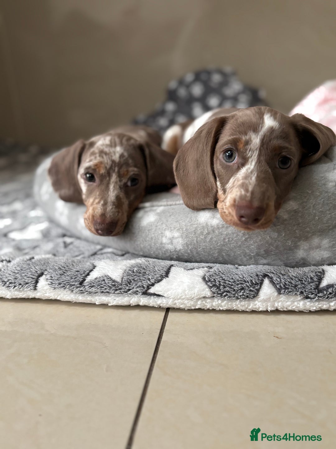Miniature Dachshund dogs for sale: Miniature dachshund girl  - Advert 4