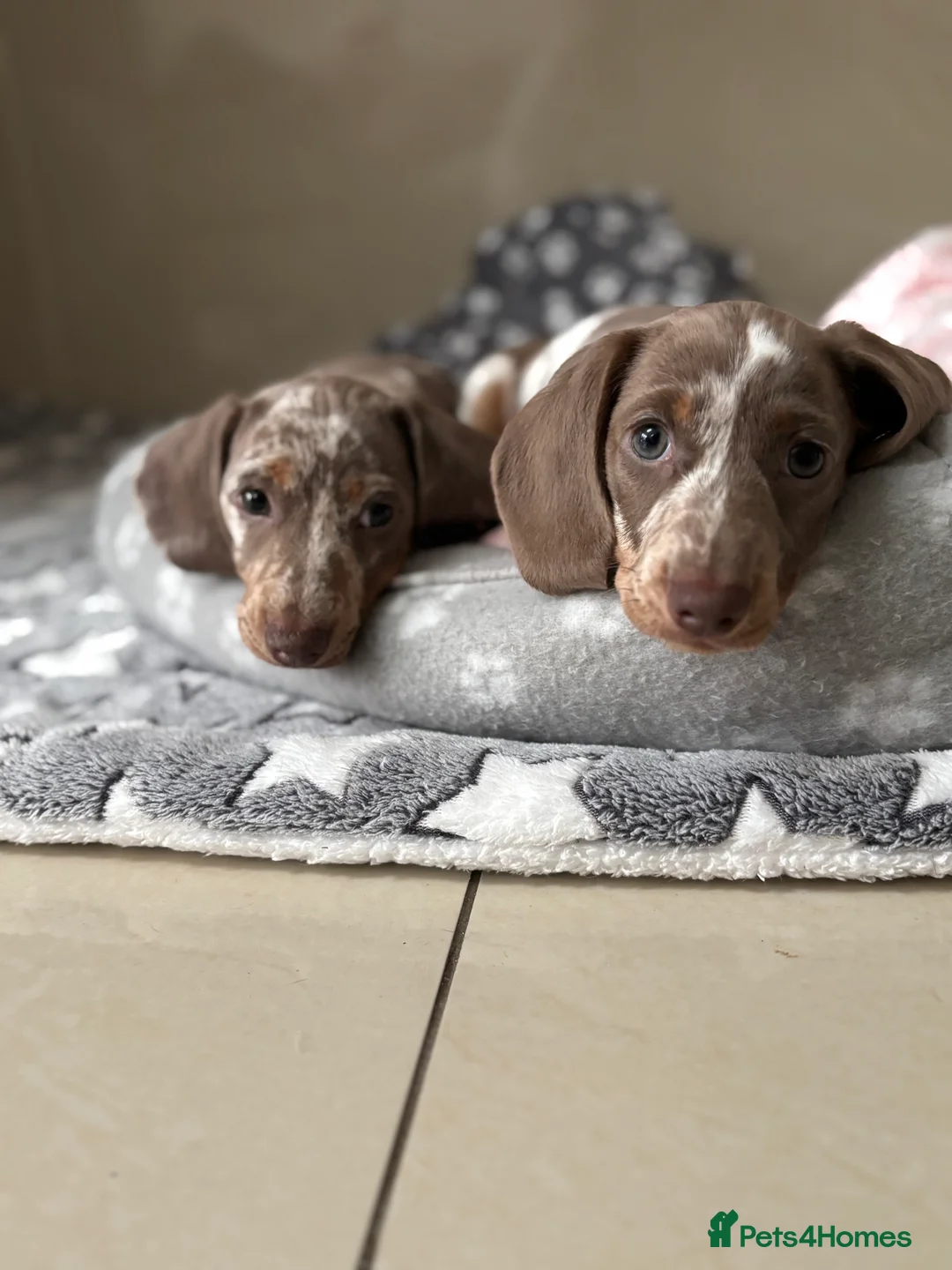 Miniature Dachshund dogs for sale: Miniature dachshund girl  - Advert 4