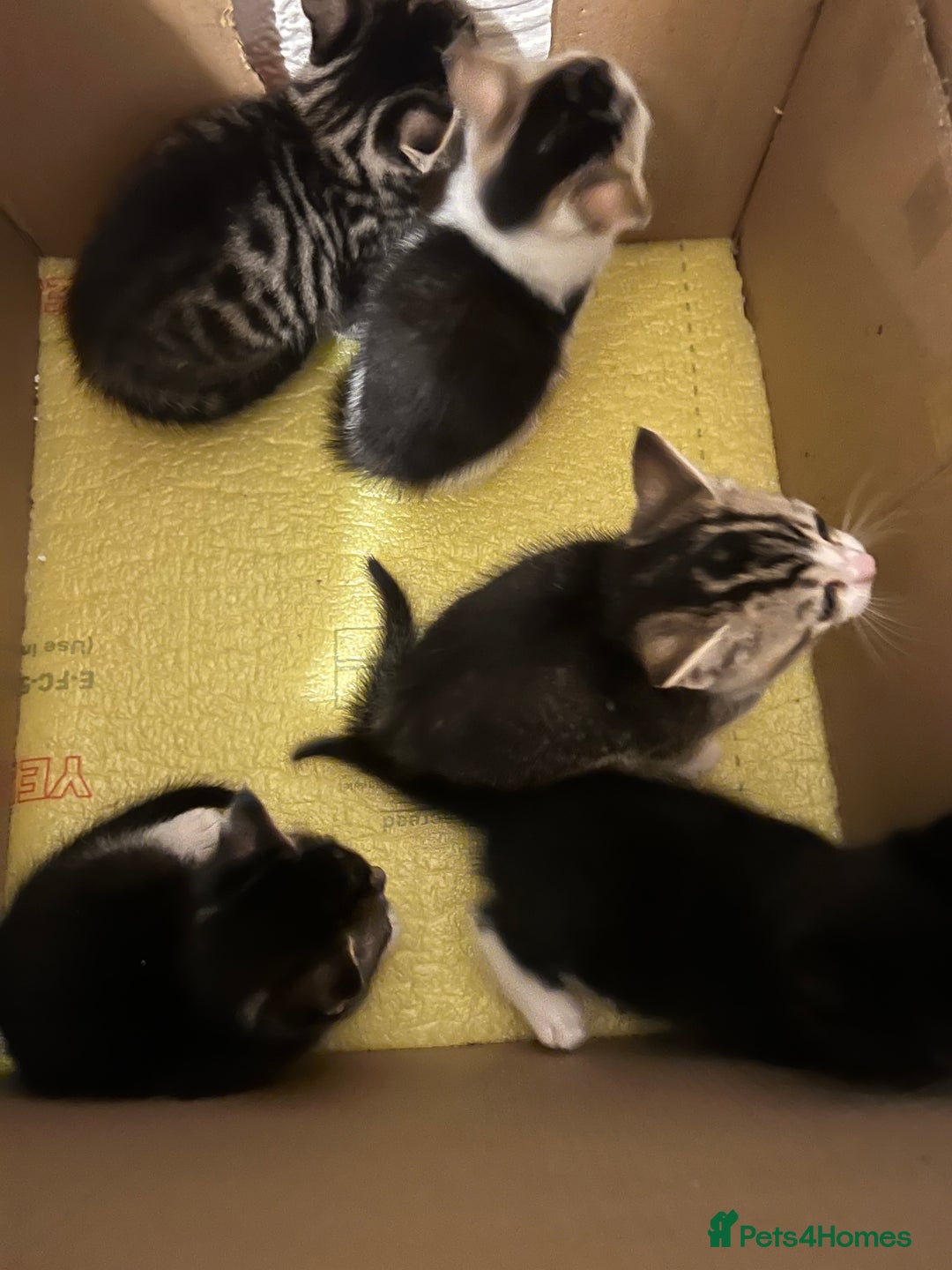Domestic Shorthair cats for sale: Ekaterine  - Image 2