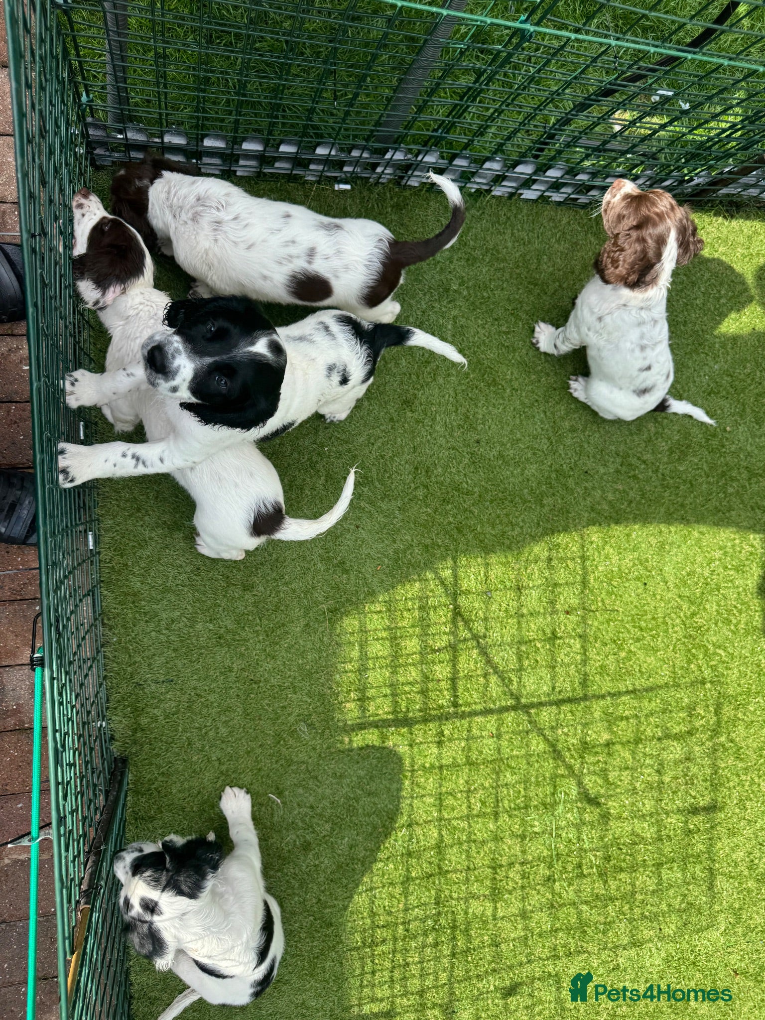 English Springer Spaniel dogs Springer Spaniels 4 x Boys - Advert 2