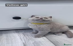 British Shorthair cats for sale: Champion line British Shorthair kittens  - Image 9