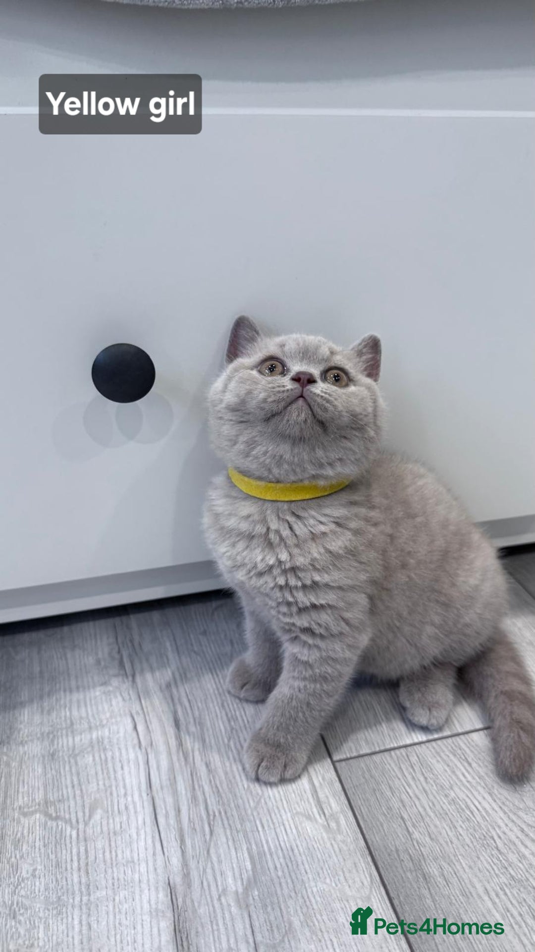 British Shorthair cats for sale: Champion line British Shorthair kittens  - Image 9