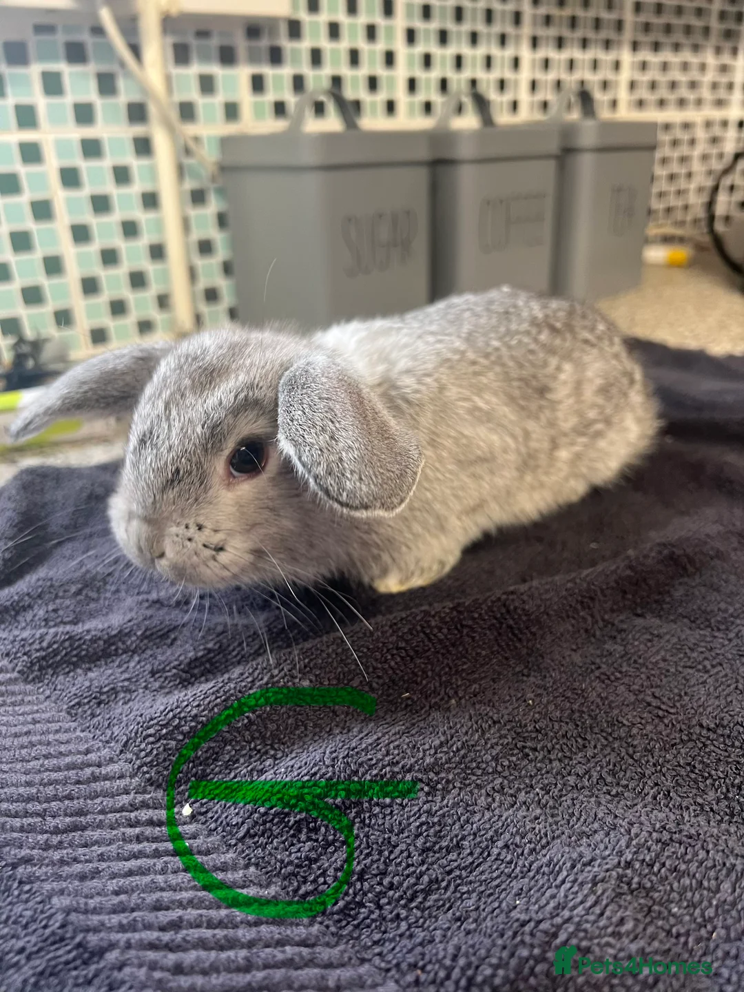 Mixed Breed rabbits for sale: Rabbits - Mix of Girls and boys  - Advert 4