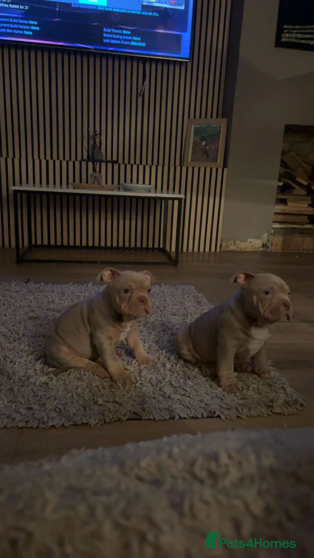 American Bully dogs for sale: exotic pocket bully puppies - Advert 8