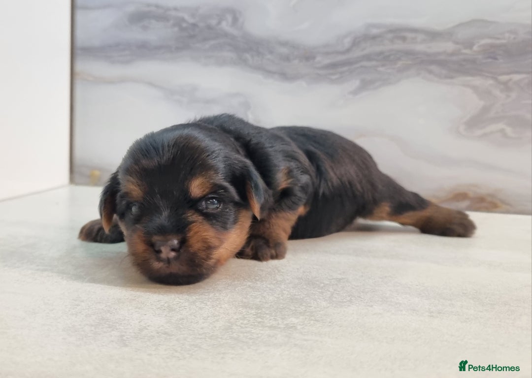 Yorkshire Terrier dogs for sale: 4 Lovely puppies  - Advert 15