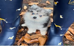 Pomsky dogs for sale: *WAITLIST OPEN* Pomsky puppy *FOUND HOMES* - Image 15