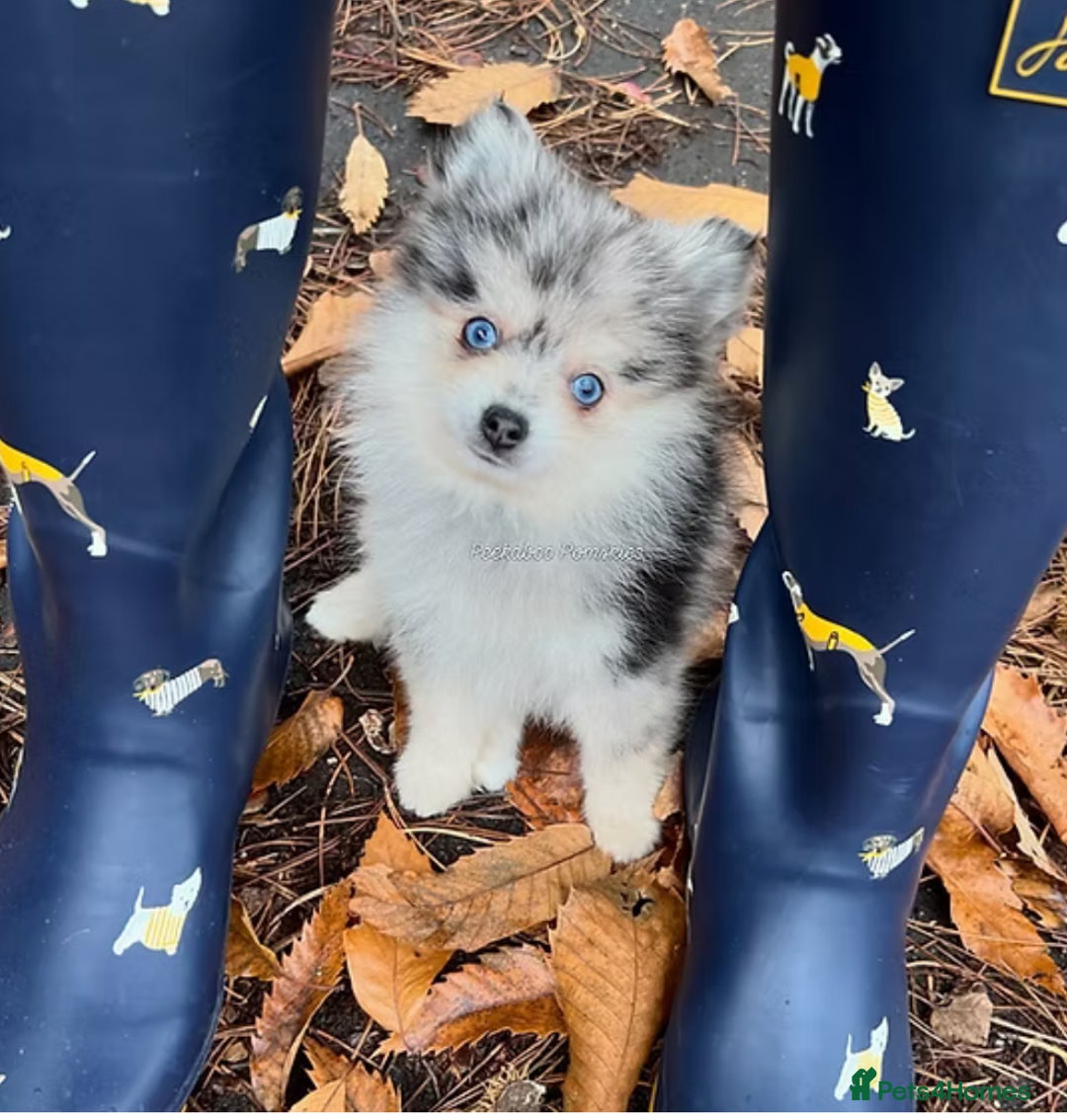 Pomsky dogs for sale: *WAITLIST OPEN* Pomsky puppy *FOUND HOMES* - Image 15