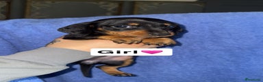 Dachshund Puppy 4