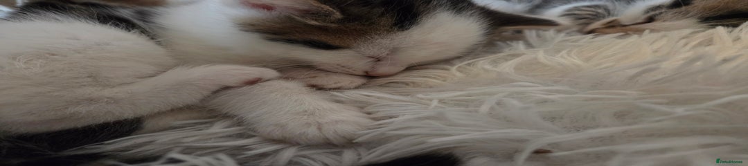 Mixed Breed Kitten 1