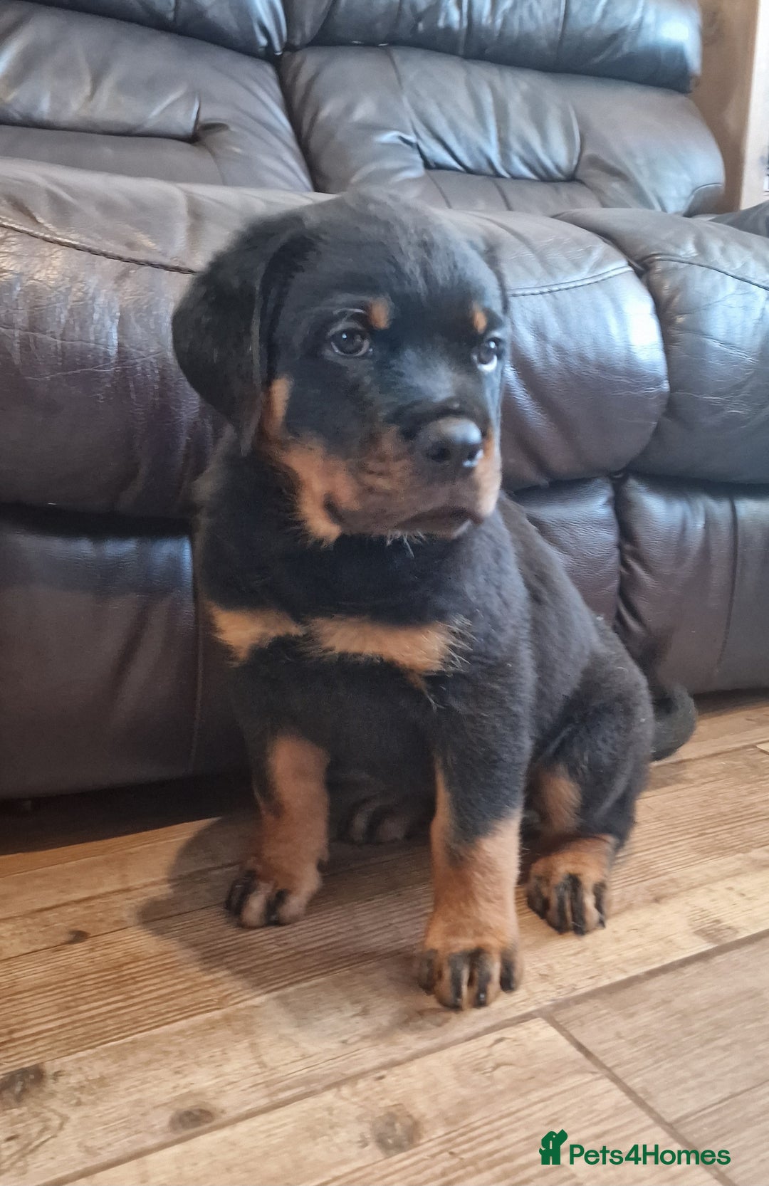 Rottweiler dogs for sale: MASSIVE ROTTWEILER PUPPIES  - Advert 15