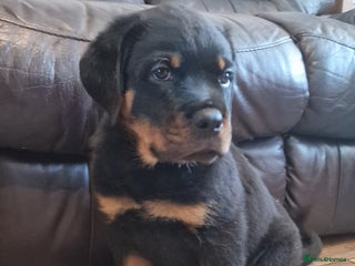 Rottweiler dogs MASSIVE ROTTWEILER PUPPIES - Advert 4