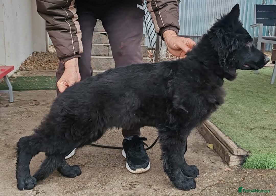German Shepherd dogs for sale: German shephed - Advert 3