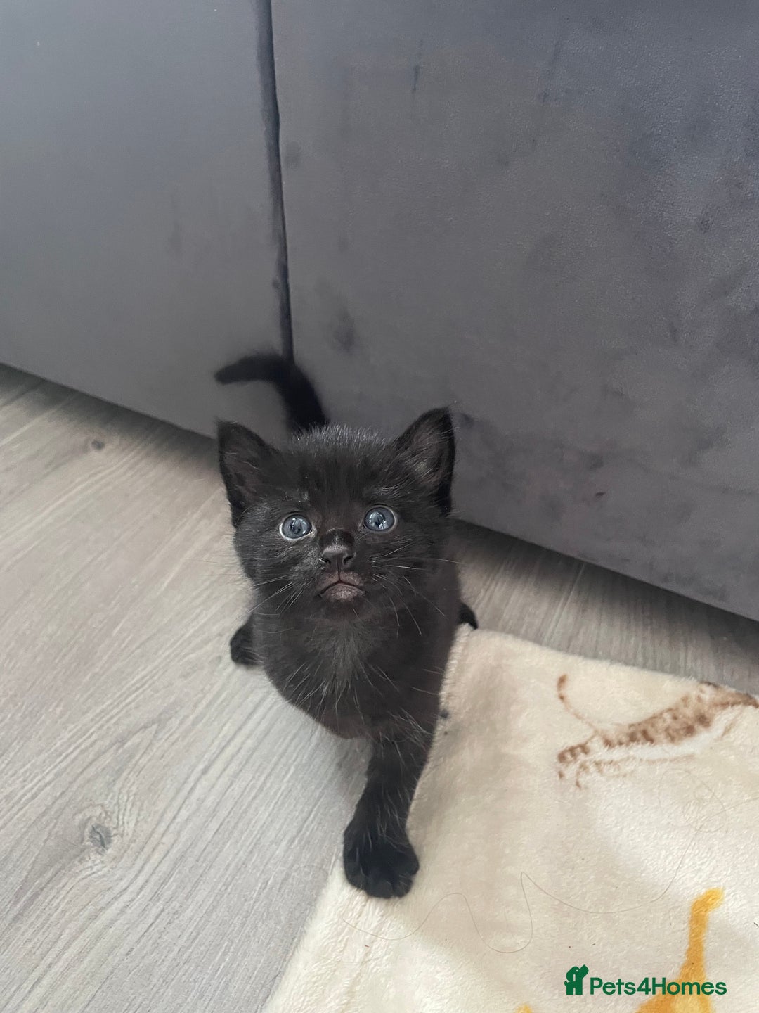 British Shorthair cats for sale: 5 kitties for sale  - Image 7