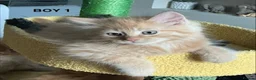 Mixed Breed cats for sale: Ragdoll/Maine Coon/Persian Mix Kittens - Advert 3