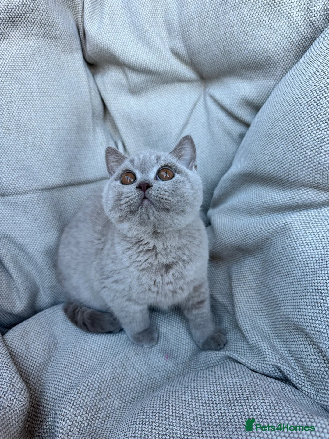 British Shorthair cats for sale: British Shorthair Chunky Chocolate Kittens🐻 - Advert 27