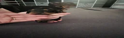 Miniature Dachshund dogs for sale: Miniture dashchounds - Advert 18