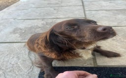 Cocker Spaniel dogs for sale: Cocker spaniels  - Image 9