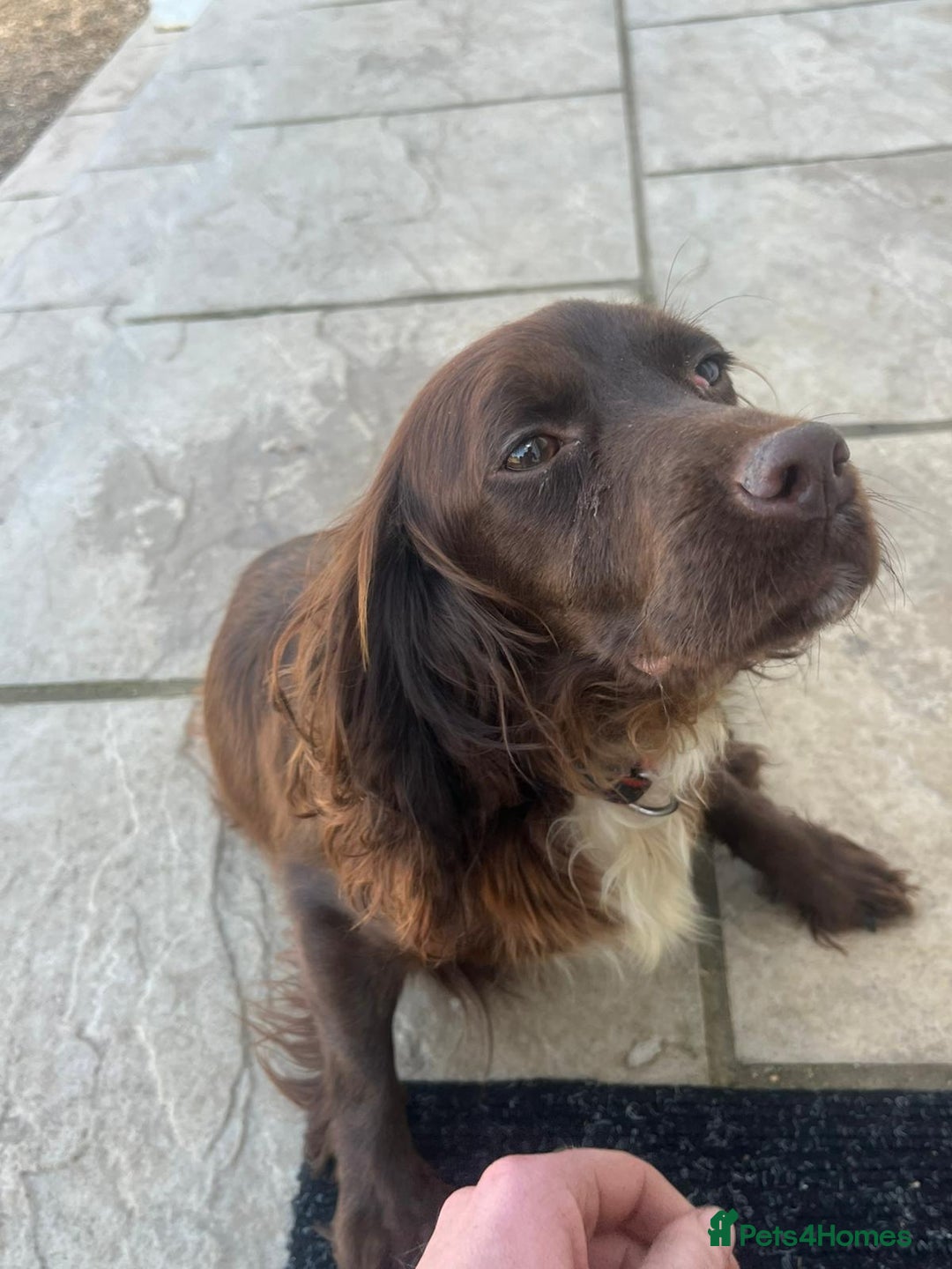 Cocker Spaniel dogs for sale: Cocker spaniels  - Image 9