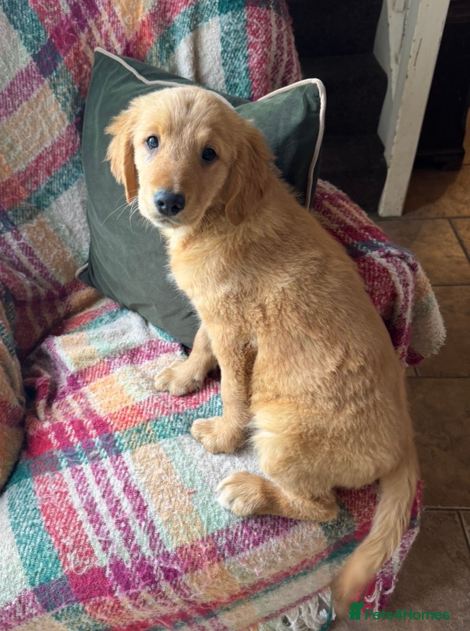 Golden Retriever dogs Health checked vaccinated Puppies - Advert 2