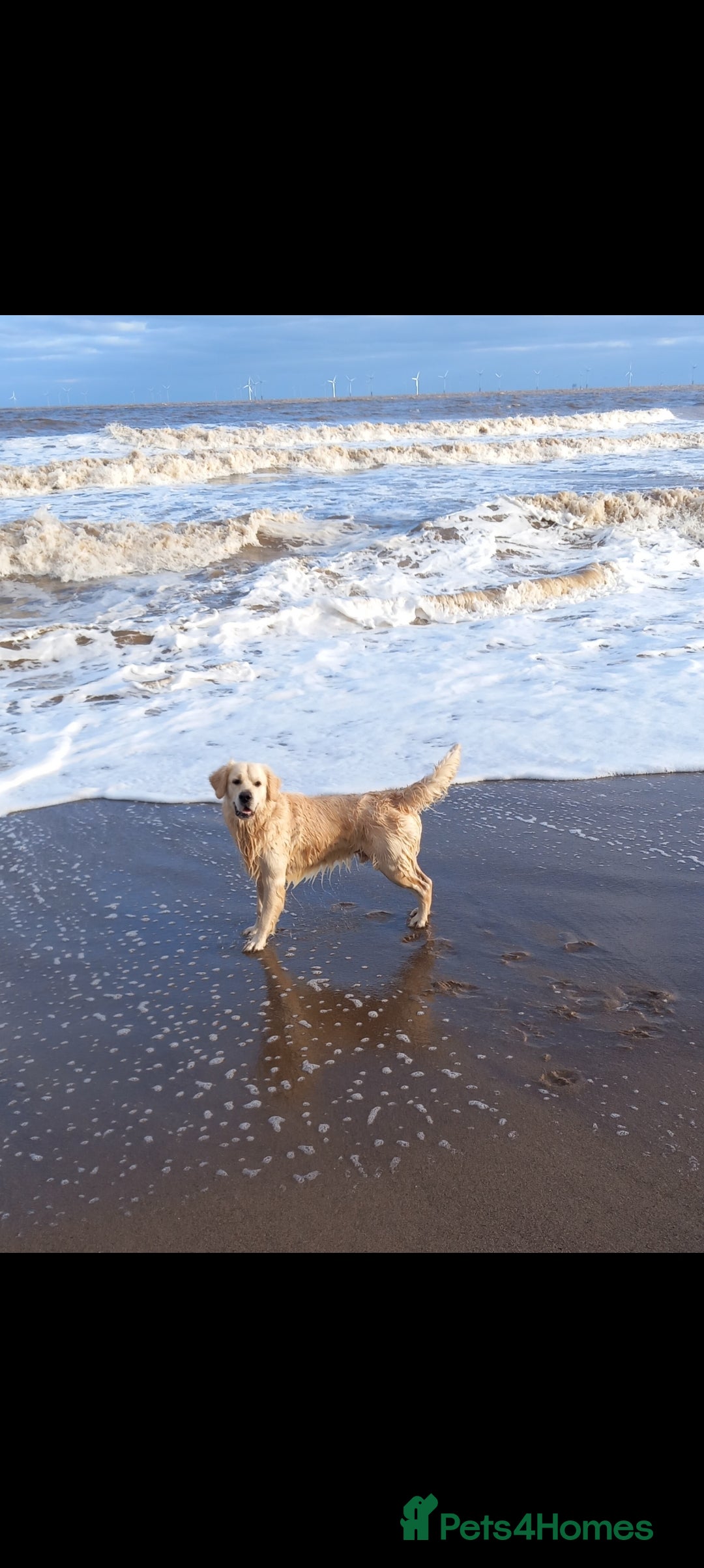 Golden Retriever dogs for stud: Stunning KC registered, Golden Retriever  in Sleaford - Advert 7