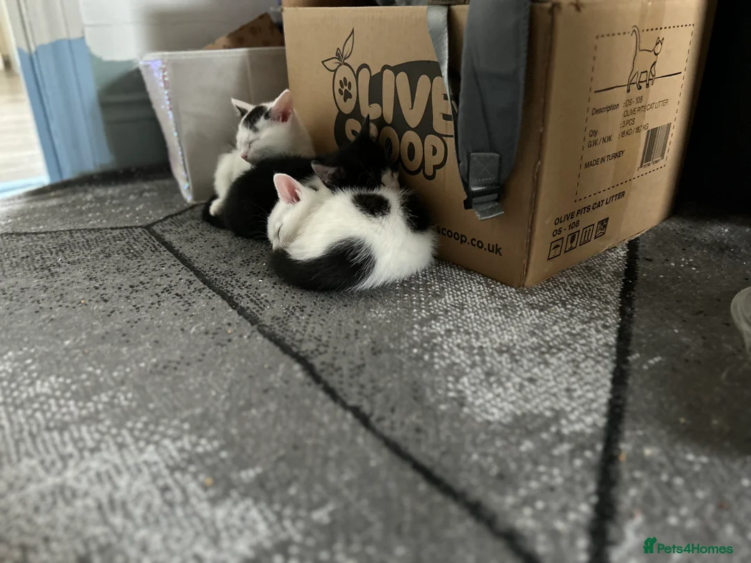 Mixed Breed cats for sale: Kittens are looking for a home  - Advert 19