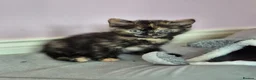 Mixed Breed cats for sale: 4 female kittens available - Advert 5