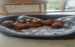 Toy Poodle dogs for sale: Toy poodle for sale - Image 2