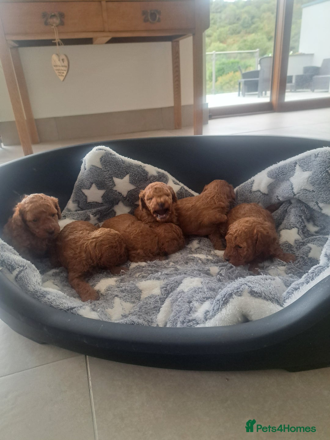 Toy Poodle dogs for sale: Toy poodle for sale - Image 2