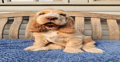 Cocker Spaniel dogs - Advert 2