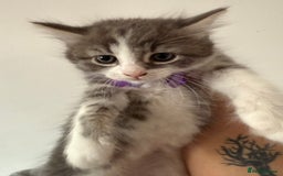 British Shorthair cats for sale: Beautiful bred British shorthairs  - Image 26