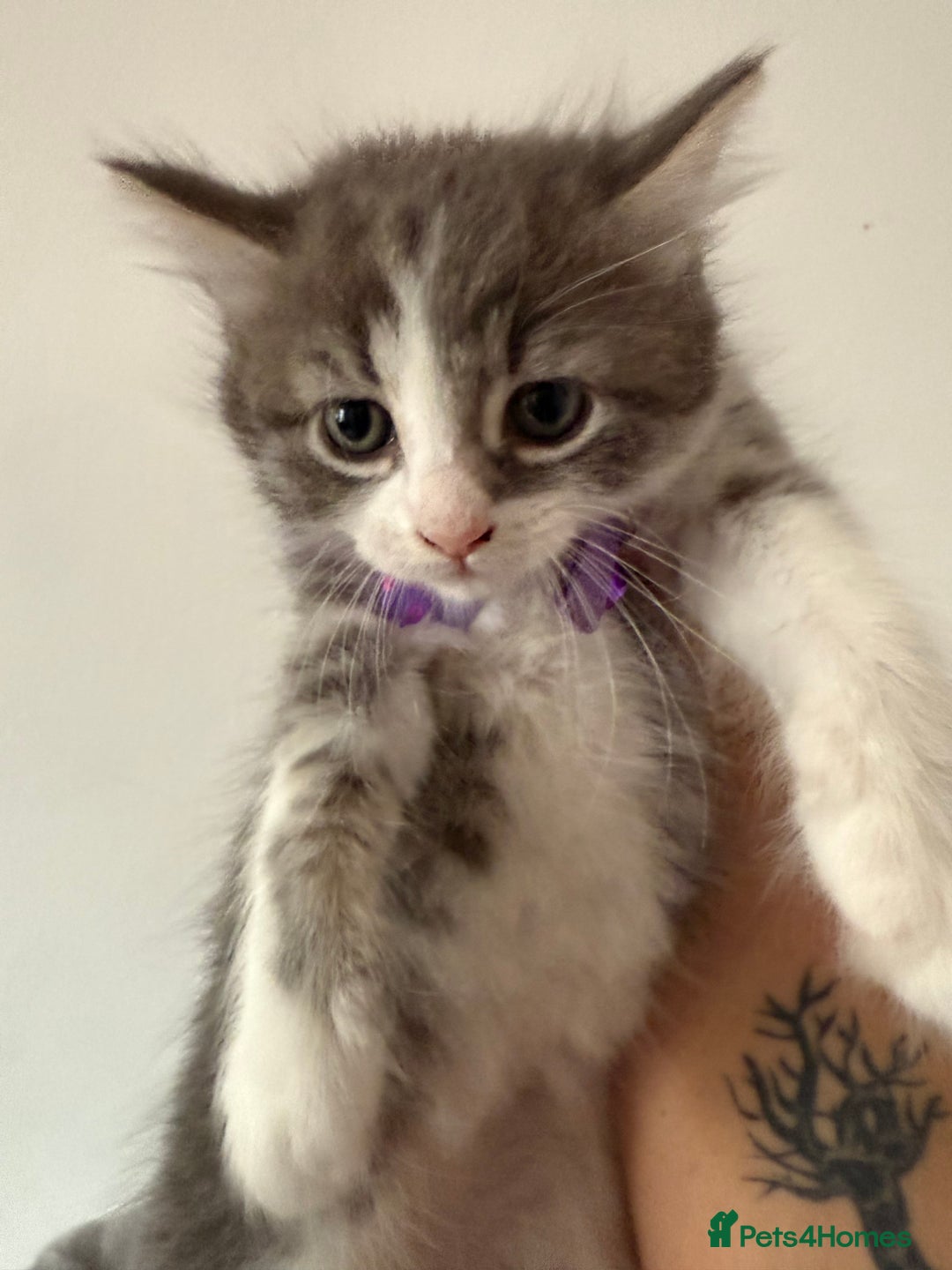 British Shorthair cats for sale: Beautiful bred British shorthairs  - Image 26