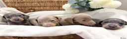 Miniature Dachshund dogs for sale: Miniature dachshund puppies - Advert 9