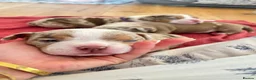 American Bully dogs for sale: Micro bully babies 🐶🩷💙 - Advert 11