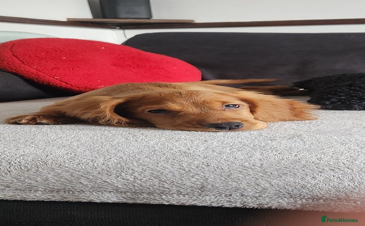 Cocker Spaniel dogs in Bishop Auckland - Advert 2