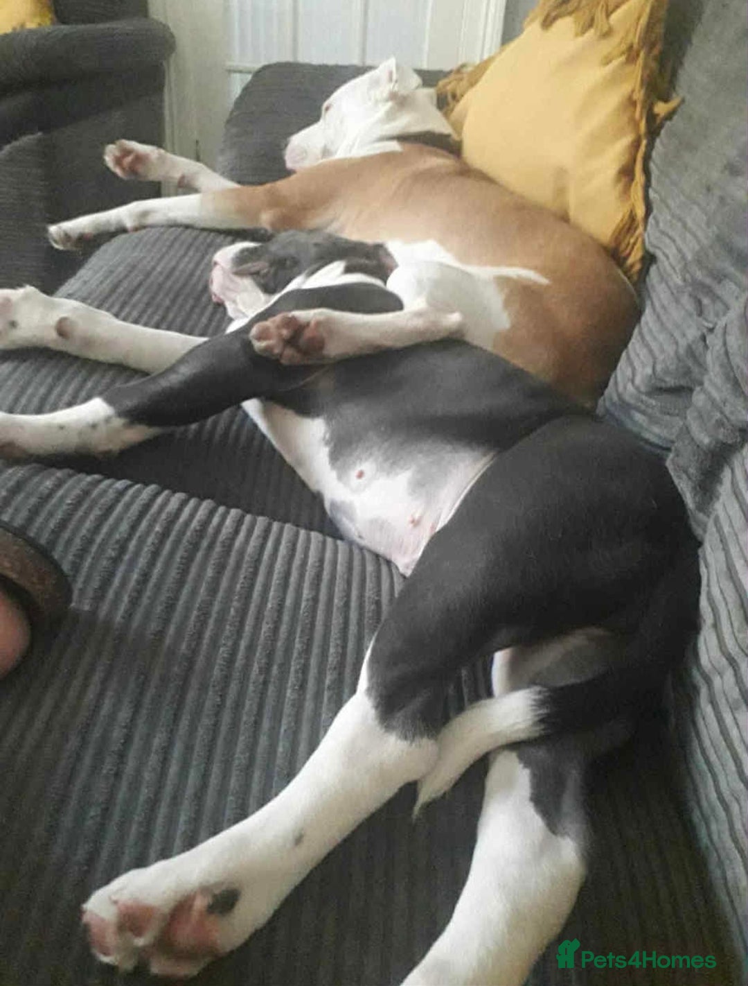 Olde English Bulldogge dogs for sale: Beautiful boy needs rehoming. - Image 3