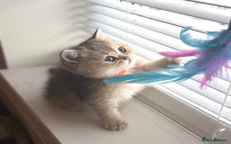 Scottish Fold cats for sale: 😻Pure breed Stunning Scottish straight angels 😻 - Image 6