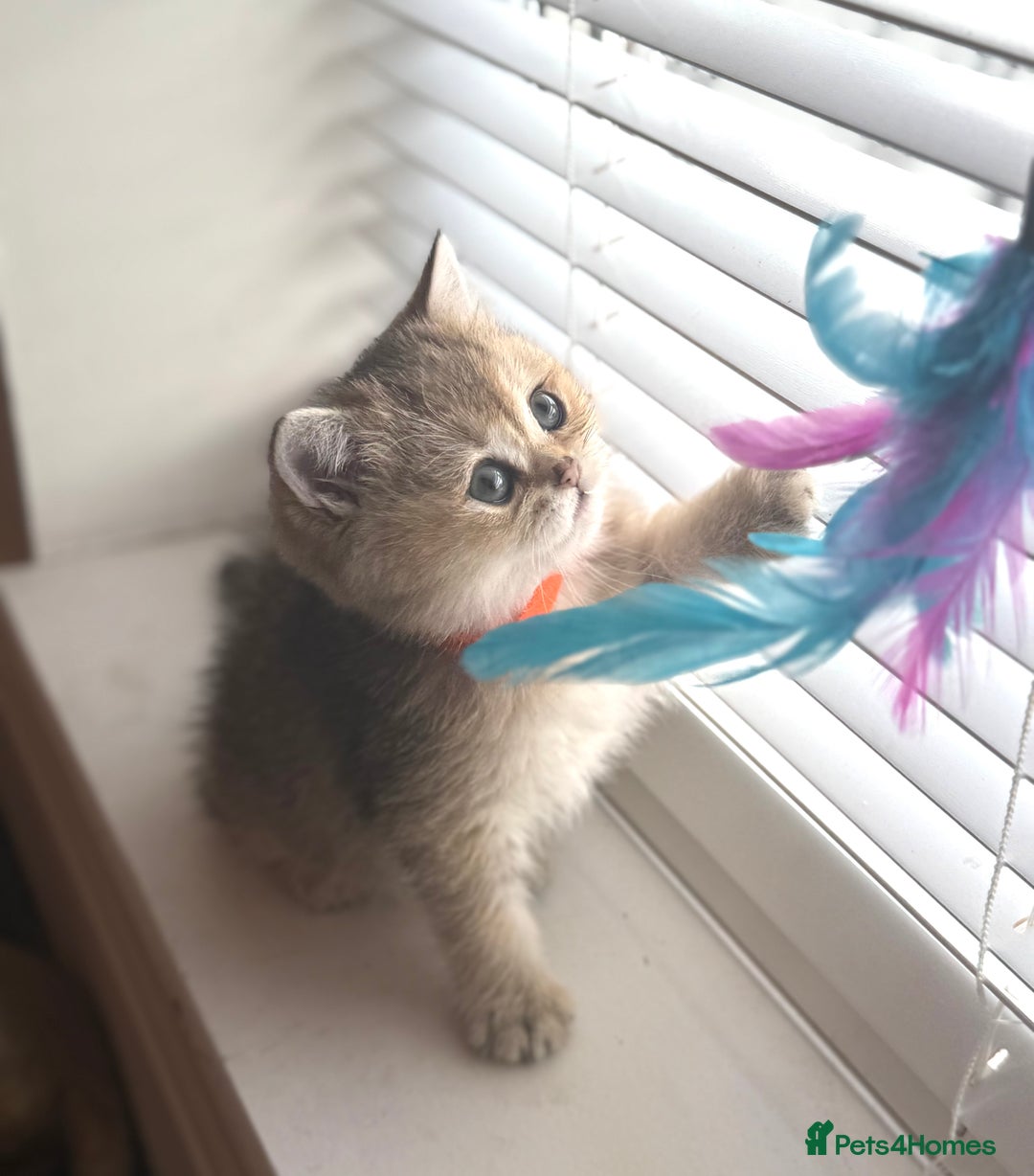 Scottish Fold cats for sale: 😻Pure breed Stunning Scottish straight angels 😻 - Image 6