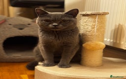 British Shorthair cats for sale: Beautiful Fluffy British Shorthair Kittens  - Image 11