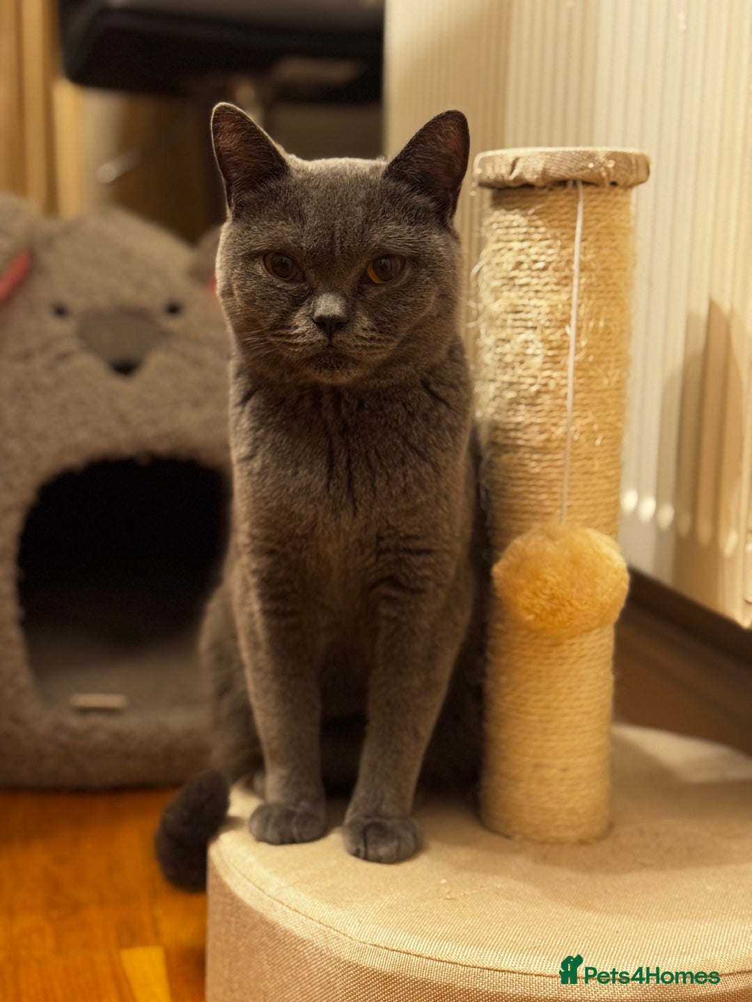 British Shorthair cats for sale: Beautiful Fluffy British Shorthair Kittens  - Image 11