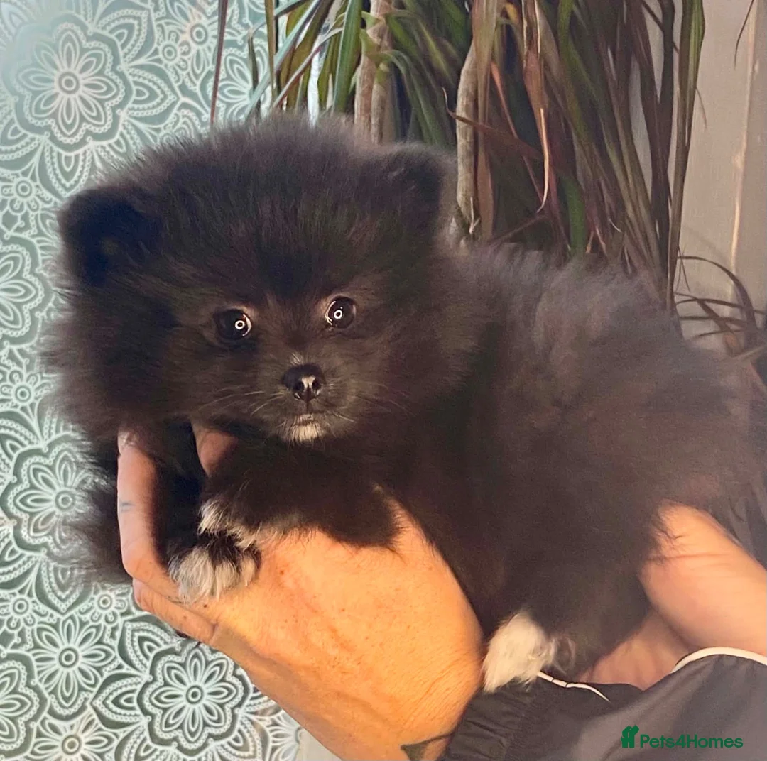 Pomeranian dogs for sale: Moon i in Derby - Advert 2