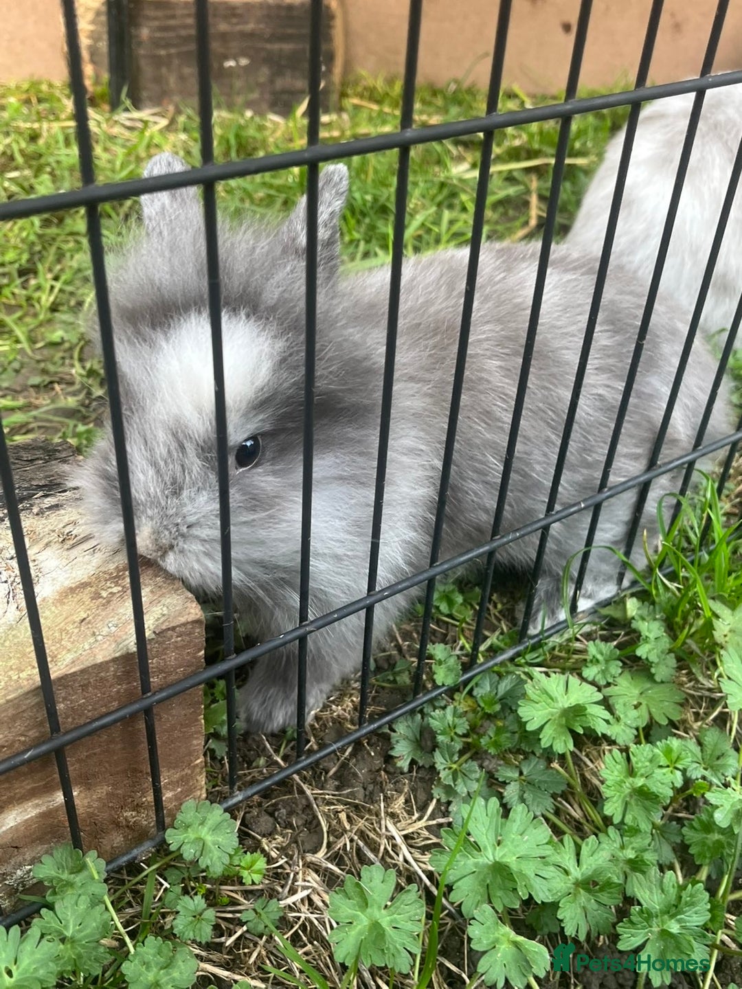 Lionhead rabbits for sale: Lion heads  - Image 7