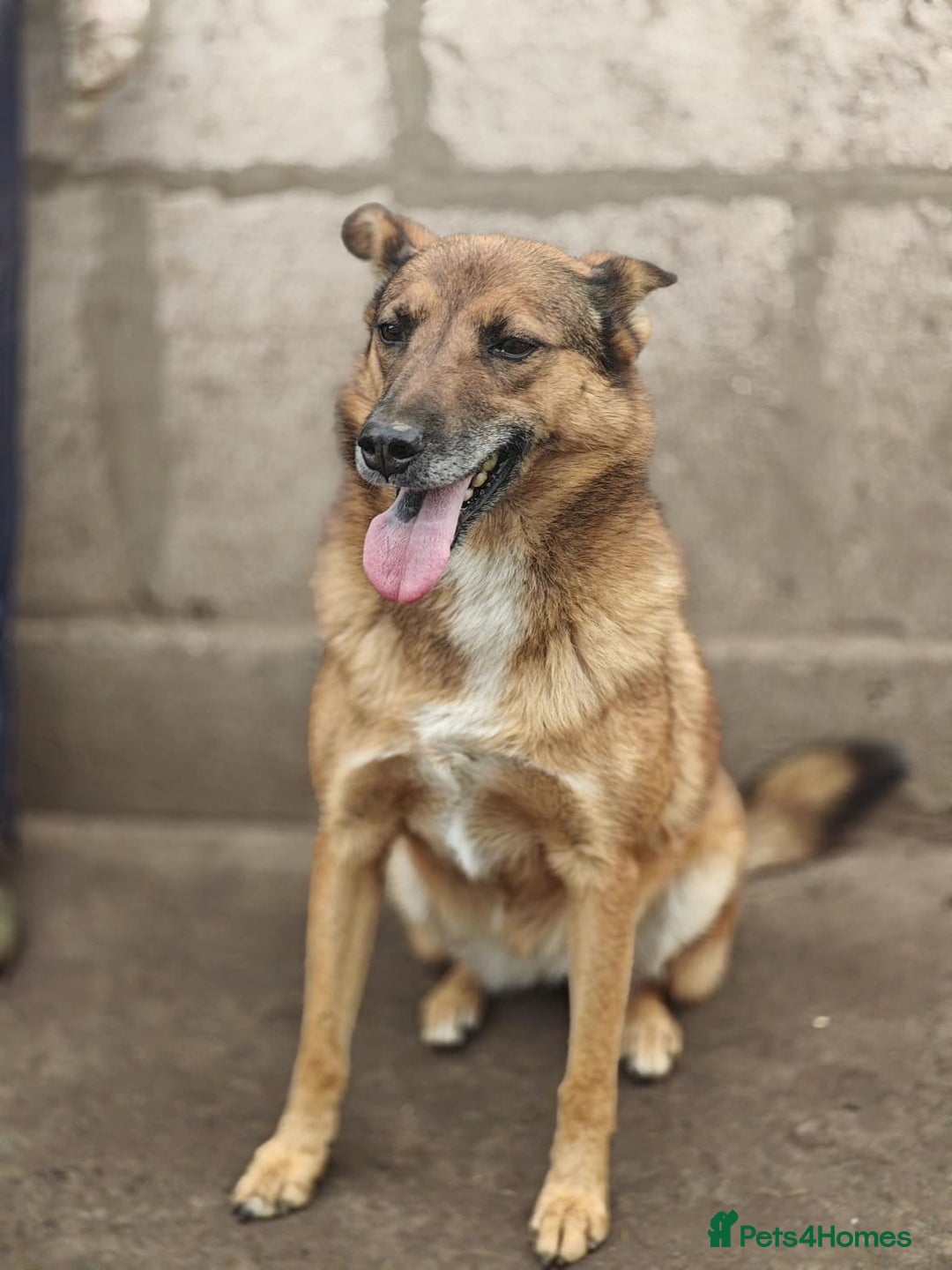 Mixed Breed dogs for adoption: 💖🐶 LARA 🐶💖 - Image 30